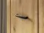 Kleiderschrank / Drehtürenschrank Athens 01 | Maße: 87 x 53 x 195 cm | Farbe: Eiche Evoke | 2 Türen | 1 Kleiderstange | Griffe: Kunststoff | Soft-Close